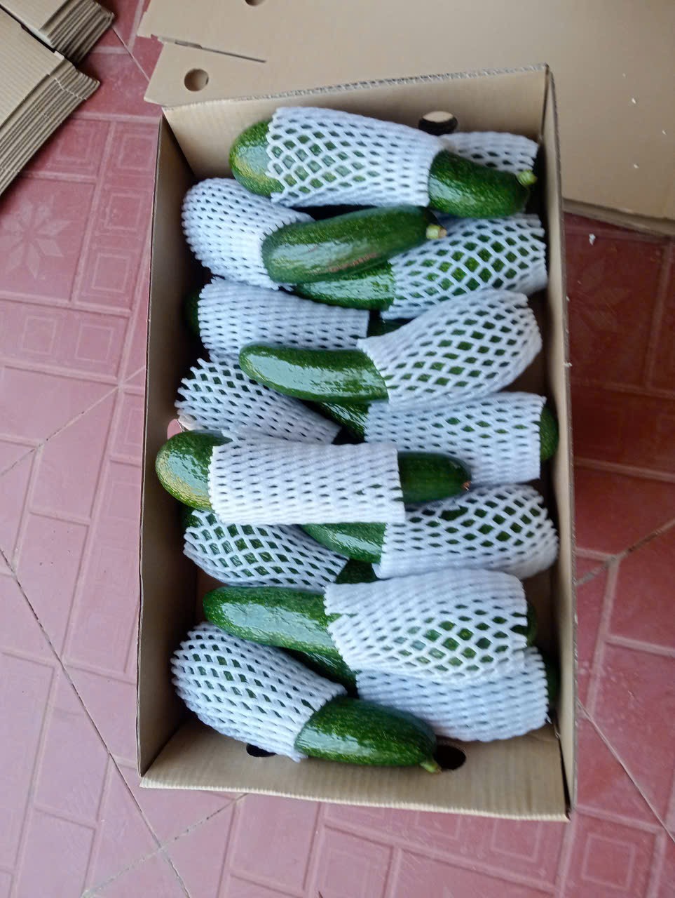 Bơ tươi được bọc lưới xốp trong thùng carton