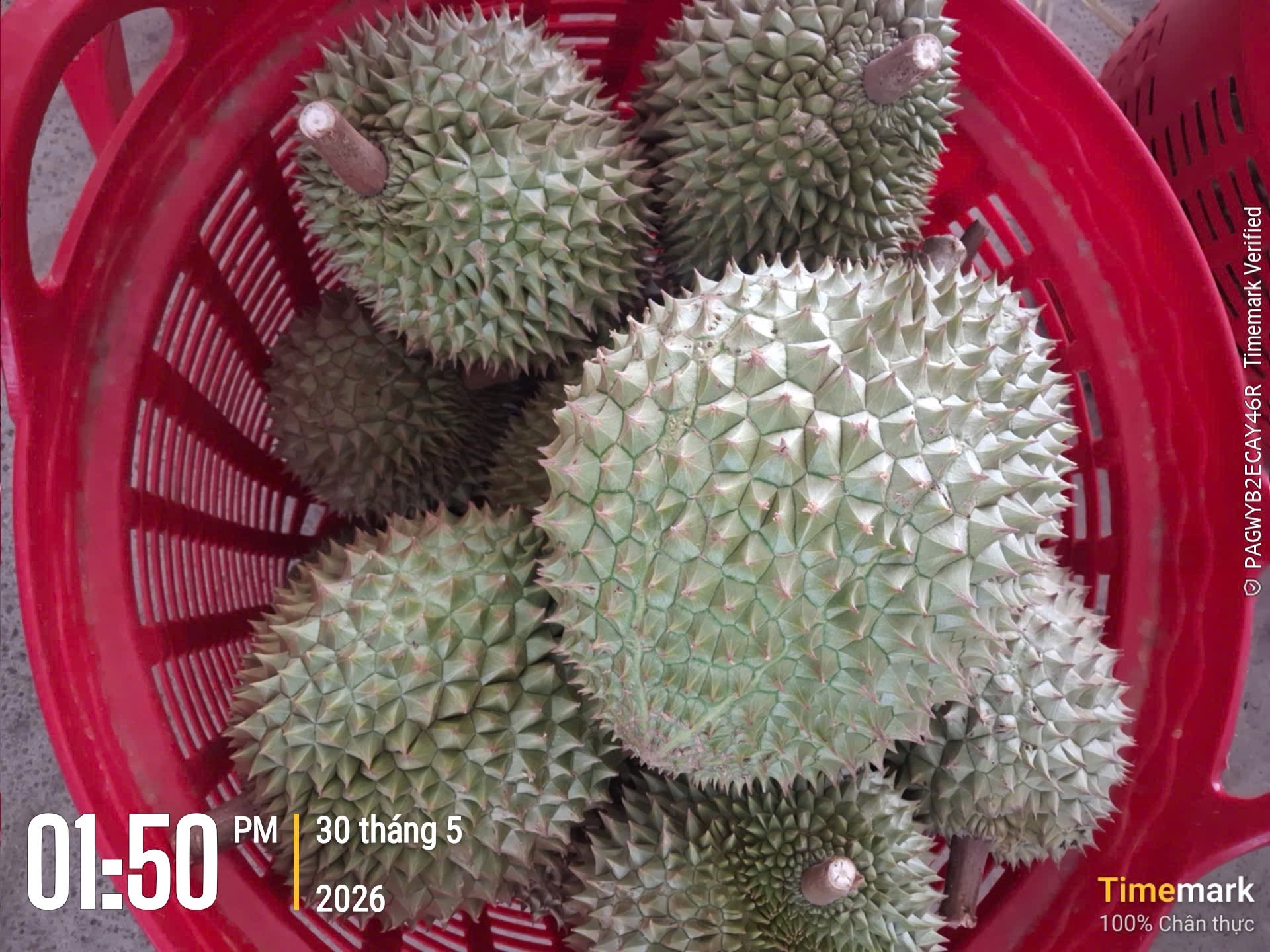 Sầu riêng tươi được tập kết trong giỏ đỏ