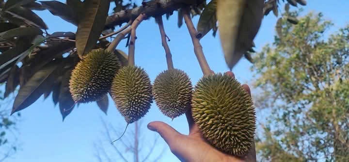 Sầu riêng non trên cành có bàn tay làm mốc kích thước