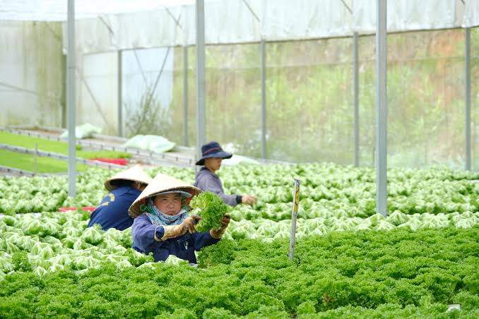 TỪ VÙNG TRỒNG LÂM ĐỒNG ĐẾN ĐỐI TÁC DOANH NGHIỆP